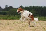 BARZOI 017